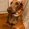 bub called me a 'Humuhumunukunukuapua'a' for doing this to him-