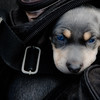 another bubby jr shot-

unusual markings for a weimaraner-

04/19/07-