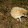 gefillmore > live chia pet found in neighbor's yard-