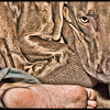 chameleon bub and the foot